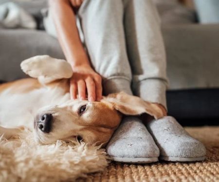 How to Manage Your Pet's Stress and Anxiety Effectively