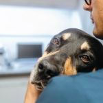 How to Manage Your Pet’s Chronic Pain: Effective Pain Relief Methods