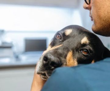 How to Manage Your Pet’s Chronic Pain: Effective Pain Relief Methods