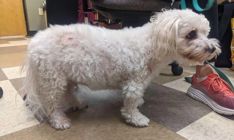 How to Recognize and Treat Cushing’s Disease in Dogs