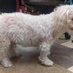 How to Recognize and Treat Cushing’s Disease in Dogs