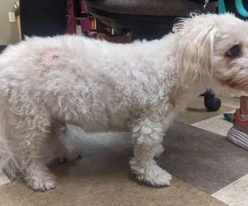 How to Recognize and Treat Cushing’s Disease in Dogs