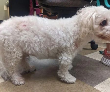 How to Recognize and Treat Cushing’s Disease in Dogs