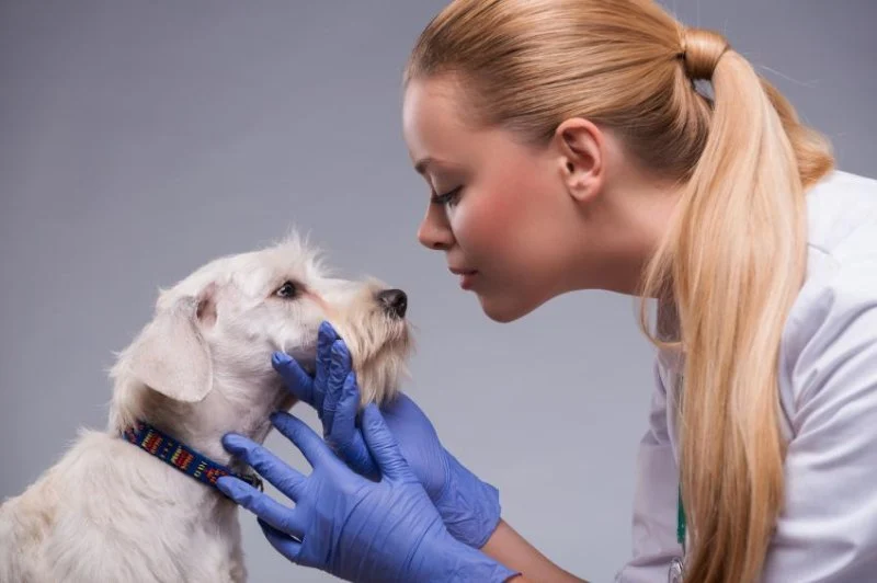 How to Spot and Treat Canine Distemper: A Complete Guide for Pet Owners