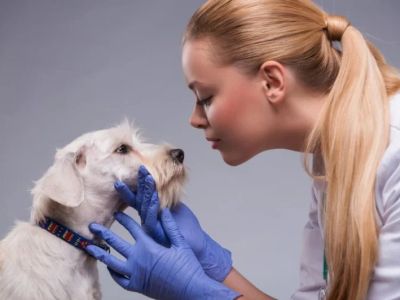 How to Spot and Treat Canine Distemper: A Complete Guide for Pet Owners