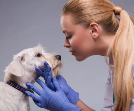 How to Spot and Treat Canine Distemper: A Complete Guide for Pet Owners