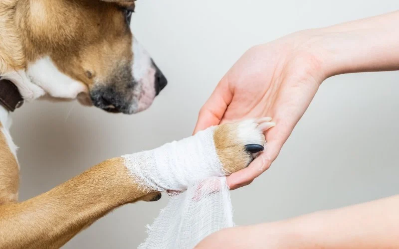 How to Spot and Prevent Infections in Pet Wounds