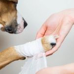 How to Spot and Prevent Infections in Pet Wounds