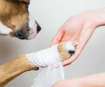 How to Spot and Prevent Infections in Pet Wounds