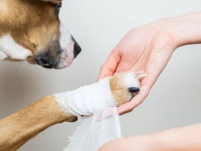 How to Spot and Prevent Infections in Pet Wounds