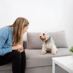 How to Help Your Pet Cope with Anxiety During Vet Visits: Tips for Stress-Free Trips