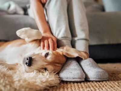 How to Provide Comfort for Pets with Separation Anxiety