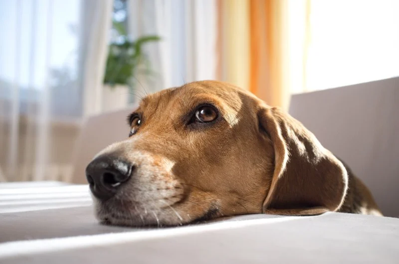 How to Help Your Pet Cope with Noise Phobias: Practical Tips for a Stress-Free Life