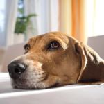 How to Help Your Pet Cope with Noise Phobias: Practical Tips for a Stress-Free Life