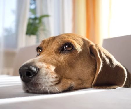 How to Help Your Pet Cope with Noise Phobias: Practical Tips for a Stress-Free Life