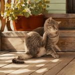 How to Prevent and Treat Flea Infestations in Cats | Essential Tips