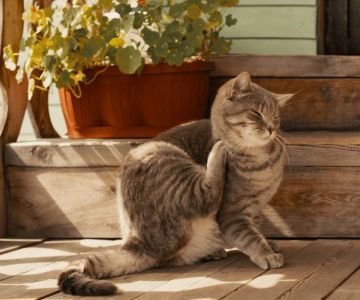 How to Prevent and Treat Flea Infestations in Cats | Essential Tips