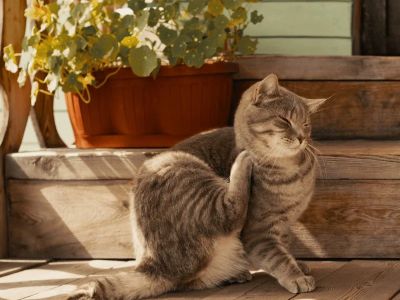 How to Prevent and Treat Flea Infestations in Cats | Essential Tips