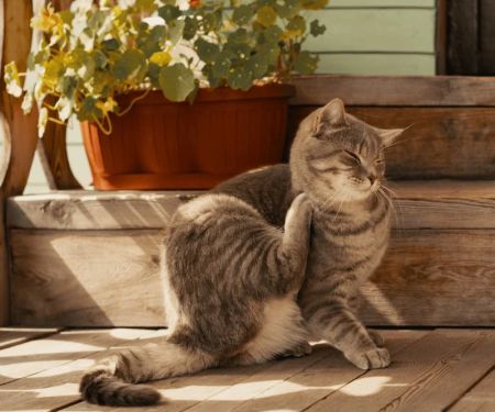 How to Prevent and Treat Flea Infestations in Cats | Essential Tips
