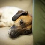 How to Spot and Treat Canine Distemper