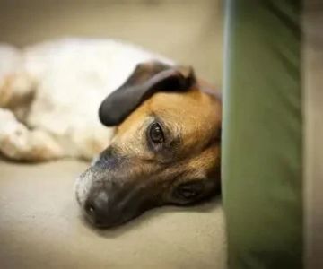 How to Spot and Treat Canine Distemper