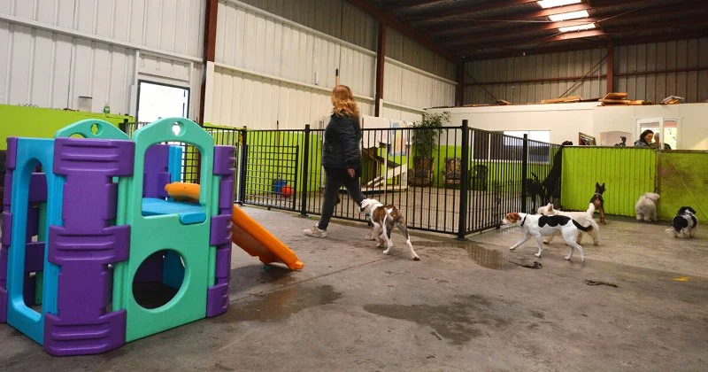 How to Choose the Right Pet Boarding Facility | Brothers Pets