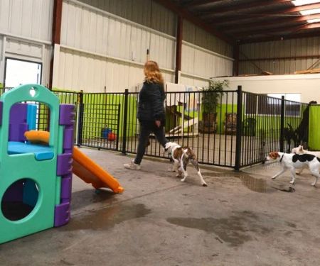 How to Choose the Right Pet Boarding Facility | Brothers Pets