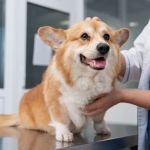 How to Care for Your Pet's Reproductive Health: Essential Tips for Pet Owners