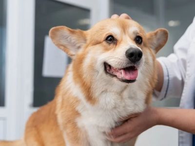 How to Care for Your Pet's Reproductive Health: Essential Tips for Pet Owners