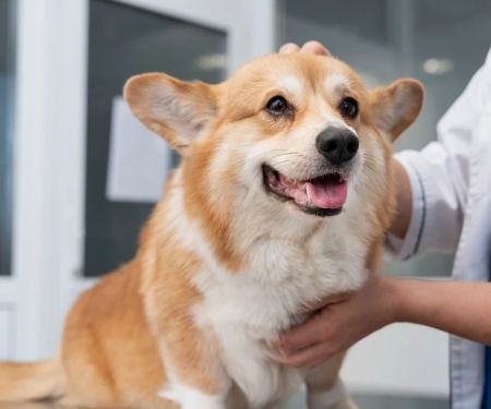 How to Care for Your Pet's Reproductive Health: Essential Tips for Pet Owners