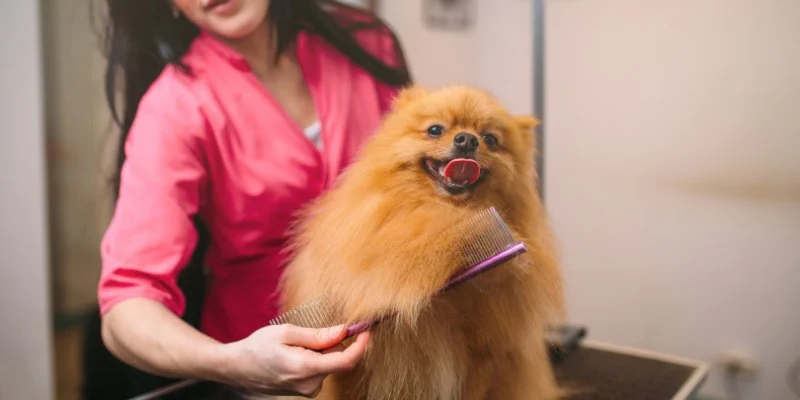 How to Keep Your Pet’s Coat Healthy and Beautiful: Tips and Tricks