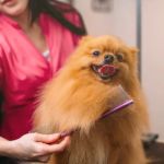 How to Keep Your Pet’s Coat Healthy and Beautiful: Tips and Tricks