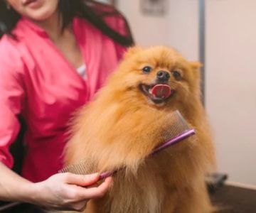 How to Keep Your Pet’s Coat Healthy and Beautiful: Tips and Tricks