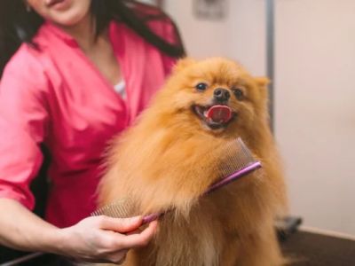 How to Keep Your Pet’s Coat Healthy and Beautiful: Tips and Tricks