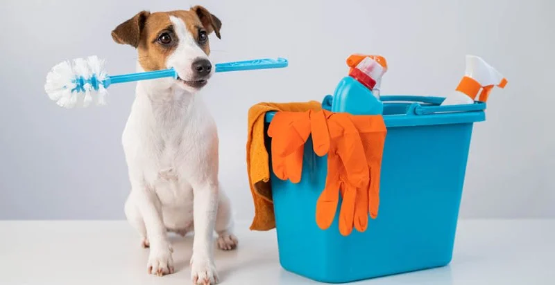 How to Keep Your Pet Safe from Household Hazards - Brothers Pets