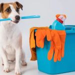 How to Keep Your Pet Safe from Household Hazards - Brothers Pets
