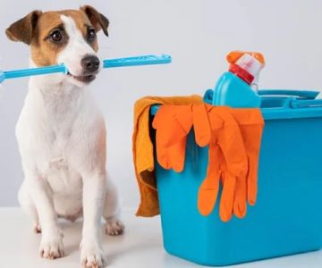 How to Keep Your Pet Safe from Household Hazards - Brothers Pets