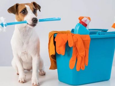 How to Keep Your Pet Safe from Household Hazards - Brothers Pets