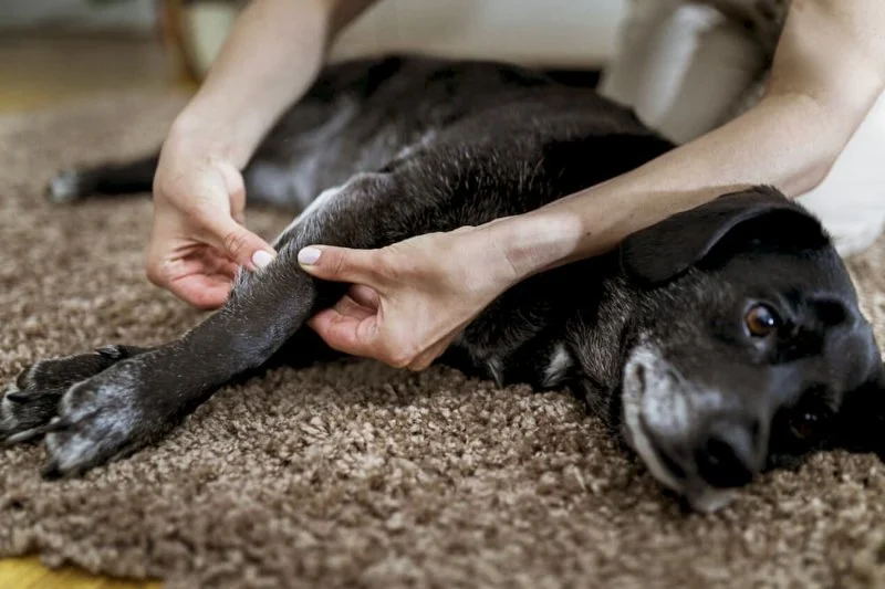 How to Provide Comfort for Pets with Arthritis