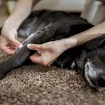 How to Provide Comfort for Pets with Arthritis