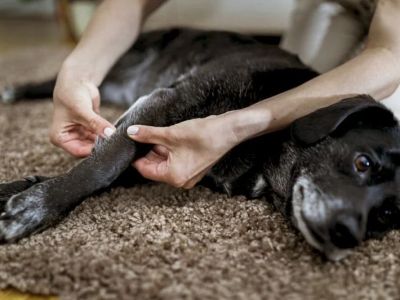 How to Provide Comfort for Pets with Arthritis