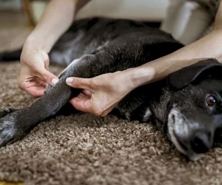 How to Provide Comfort for Pets with Arthritis