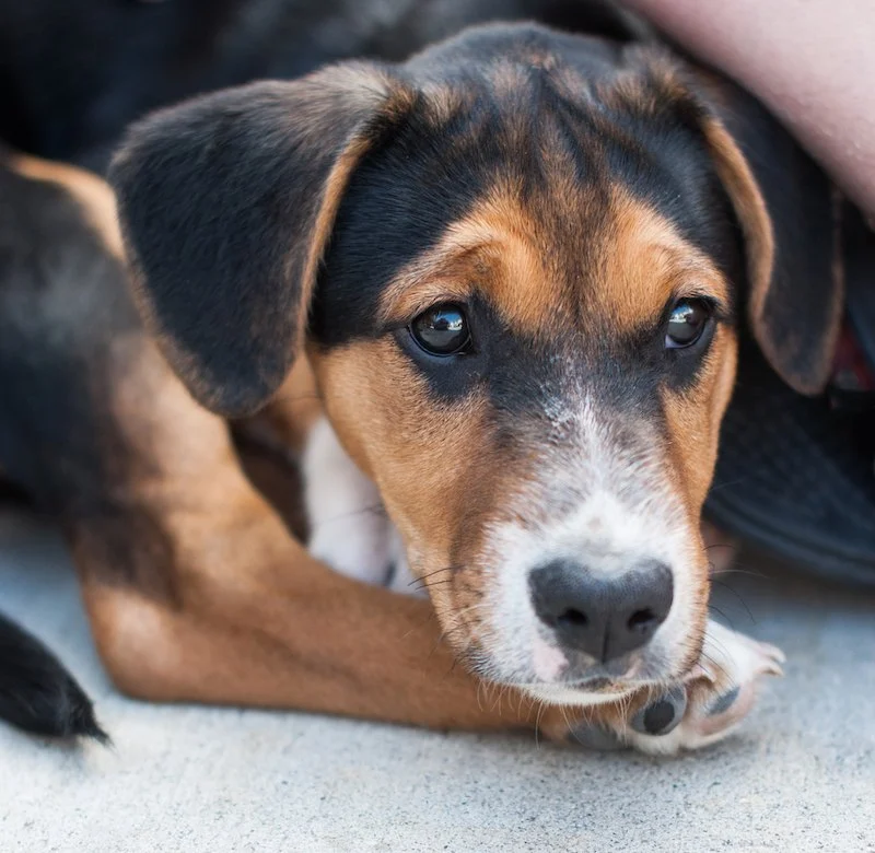 How to Prevent and Treat Worms in Dogs and Cats: A Complete Guide