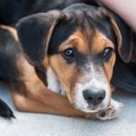How to Prevent and Treat Worms in Dogs and Cats: A Complete Guide