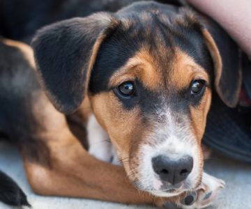 How to Prevent and Treat Worms in Dogs and Cats: A Complete Guide