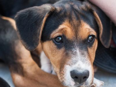 How to Prevent and Treat Worms in Dogs and Cats: A Complete Guide