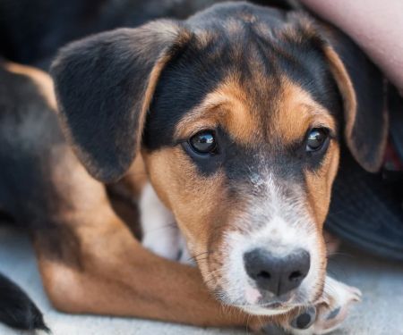 How to Prevent and Treat Worms in Dogs and Cats: A Complete Guide