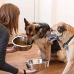 How to Care for Your Pet’s Joints and Mobility as They Age