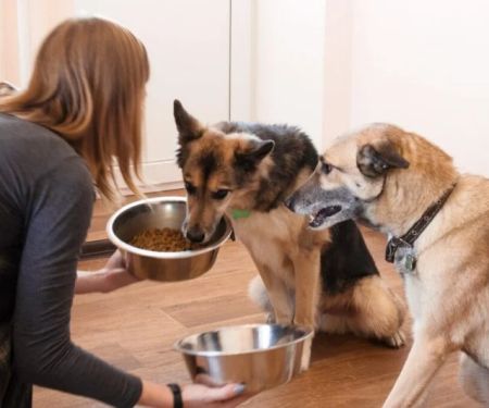 How to Care for Your Pet’s Joints and Mobility as They Age