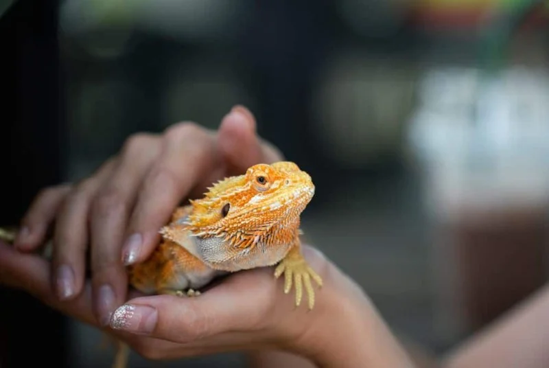 How to Care for Exotic Pets: Tips for Special Pet Owners